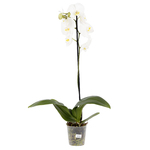 Orquídea Phalaenopsis Pote 12