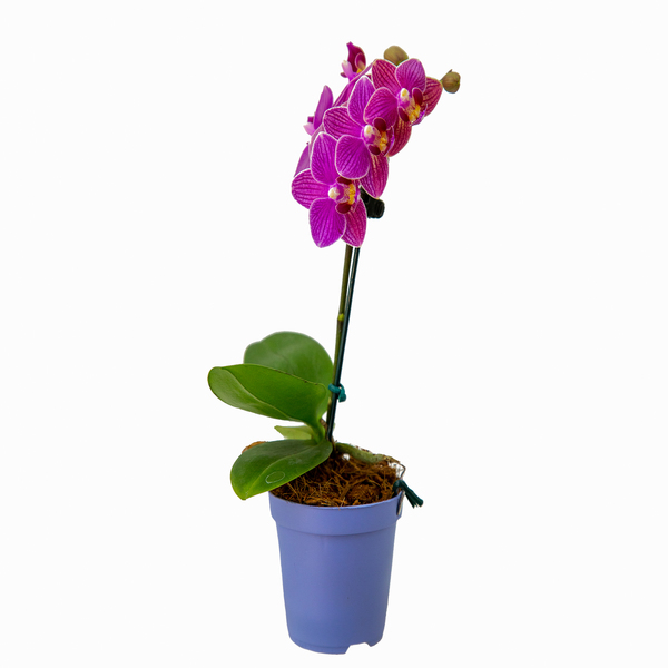 Orquídea Phalaenopsis Mini Pote 06