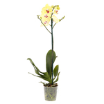 Orquídea Phalaenopsis Pote 12