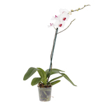 Orquídea Phalaenopsis Pote 12