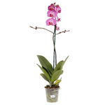 Orquídea Phalaenopsis Pote 12