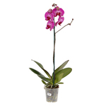 Orquídea Phalaenopsis Pote 12