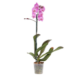 Orquídea Phalaenopsis Pote 12