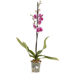 Orquídea Phalaenopsis Pote 12