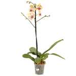 Orquídea Phalaenopsis Pote 12