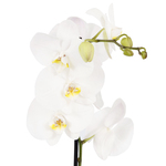 Orquídea Phalaenopsis Pote 12