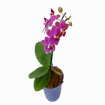 Orquídea Phalaenopsis Mini Pote 06