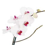 Orquídea Phalaenopsis Pote 12