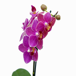 Orquídea Phalaenopsis Mini Pote 06