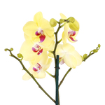 Orquídea Phalaenopsis Pote 12