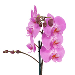 Orquídea Phalaenopsis Pote 12