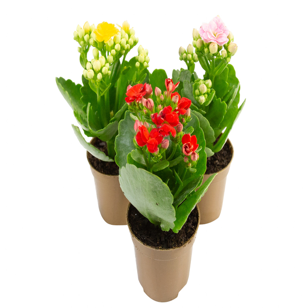 Kalanchoe Mini Pote 06