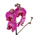 Orquídea Phalaenopsis Pote 12