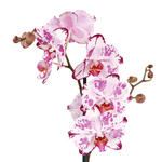 Orquídea Phalaenopsis Pote 12