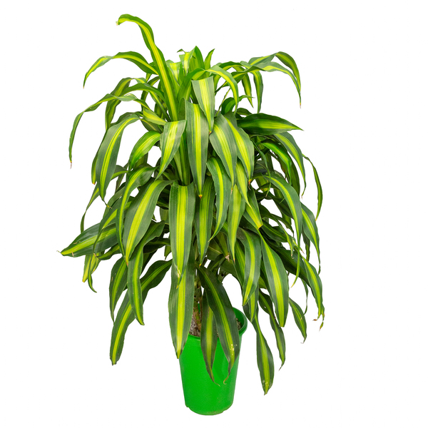 Dracena Massangeana Pote 30