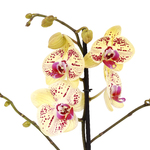 Orquídea Phalaenopsis Pote 12